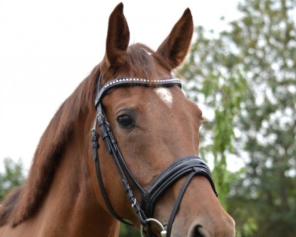 dressage horse Joyfull 3 (German Sport Horse, 2015, from Glock's Johnson Tn)