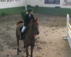 jumper Cinzano 41 (Oldenburg, 1998, from Corradino 4)
