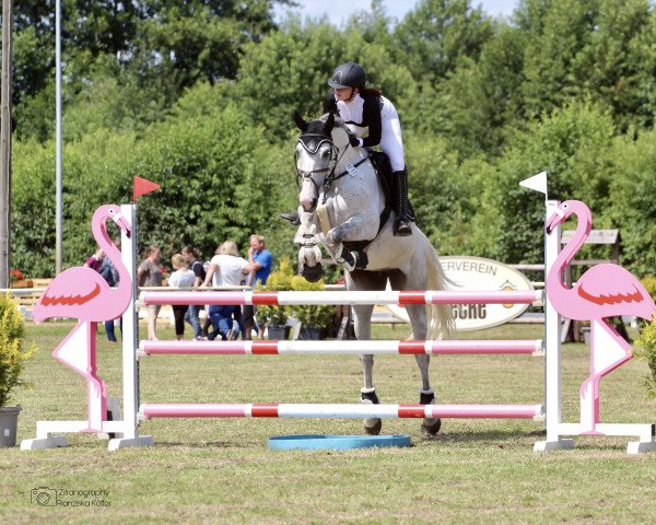 jumper Palmira B (Polish Warmblood, 2015, from Barros)