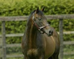 stallion Rainbow Quest xx (Thoroughbred, 1981, from Blushing Groom xx)