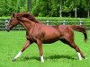 stallion Trempolino xx (Thoroughbred, 1984, from Sharpen Up xx)