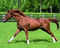 stallion Trempolino xx (Thoroughbred, 1984, from Sharpen Up xx)