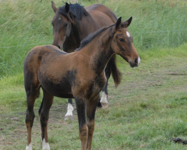 Springpferd Cleopatra (Holsteiner, 2009, von Cassiano)