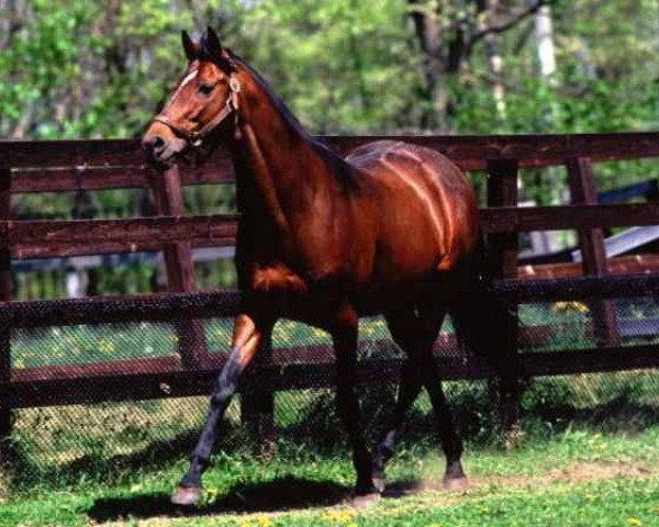 stallion Tony Bin xx (Thoroughbred, 1983, from Kampala xx)