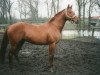 stallion Longo xx (Thoroughbred, 1986, from Dixieland xx)