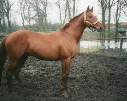 stallion Longo xx (Thoroughbred, 1986, from Dixieland xx)