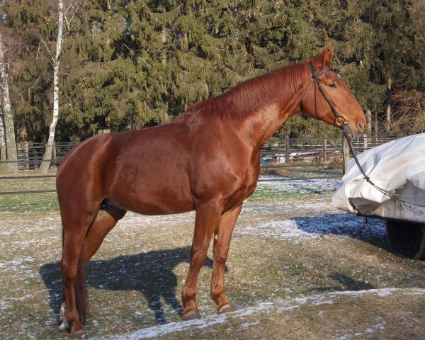 jumper Penny (Hanoverian, 2003, from Hengst von Piquet)