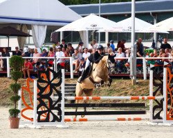 jumper Innisfree Brad (Irish Sport Horse, 2013, from Ross Fear Bui)