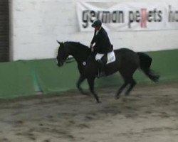 jumper Cadiz B. (Hanoverian, 2002, from Chasseur I)