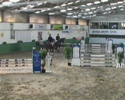 stallion Adelante II (Oldenburg show jumper, 2006, from Argentinus)