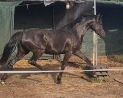 dressage horse Pamina (German Riding Pony, 2020, from Kent Nagano WE)