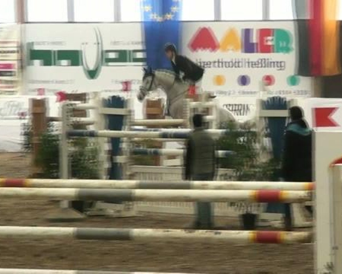 Zuchtstute Chiara 243 (Oldenburger Springpferd, 2003, von Come On)
