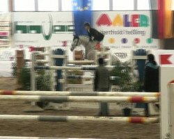 broodmare Chiara 243 (Oldenburg show jumper, 2003, from Come On)