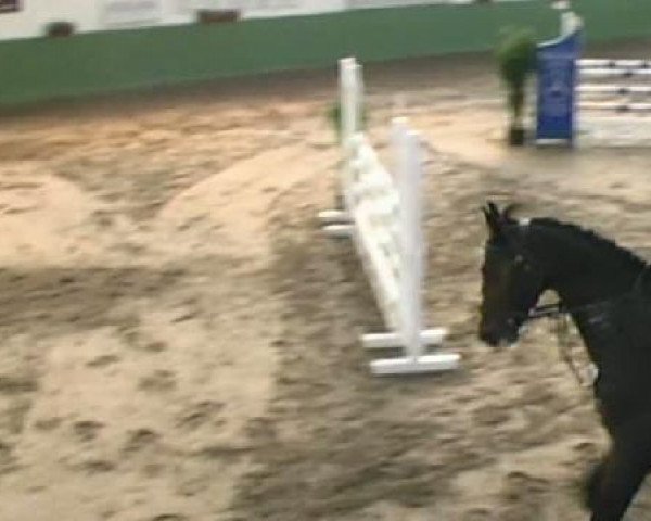 Springpferd Casaro 3 (Ungarisches Warmblut, 2006, von Castor)