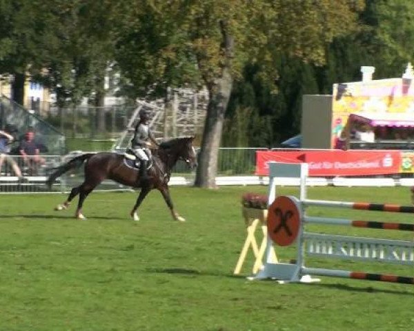 Springpferd Romace (Deutsches Sportpferd, 2004, von Chacon)