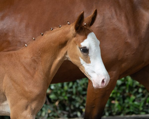 Springpferd Hummelkönig (Trakehner, 2022, von Berlusconi)