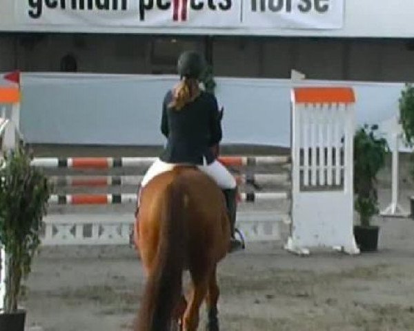 stallion Chicago (Holsteiner, 1994, from Cor de la Bryère)