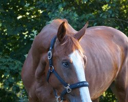 Springpferd Colorina 3 (Deutsches Sportpferd, 2017, von Colorit)