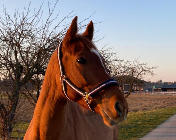 dressage horse Behdi Gidran 26 (Gidran, 2014)