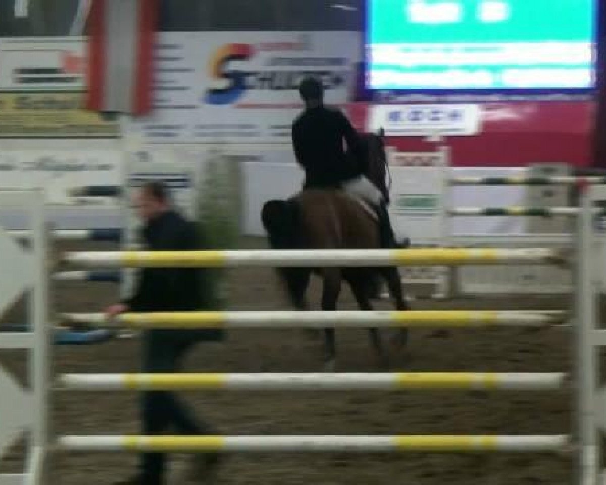 Springpferd Santos 674 (KWPN (Niederländisches Warmblut), 1999, von Lux Z)
