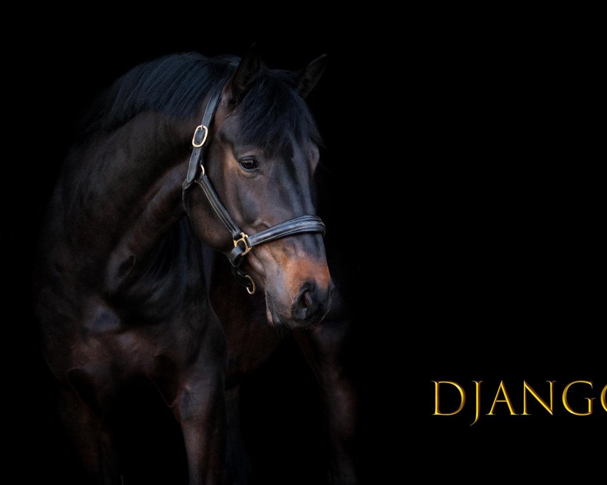 jumper Django 448 (Oldenburg show jumper, 2017, from Diamant de Semilly)