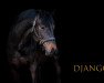 Springpferd Django 448 (Oldenburger Springpferd, 2017, von Diamant de Semilly)