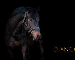 jumper Django 448 (Oldenburg show jumper, 2017, from Diamant de Semilly)