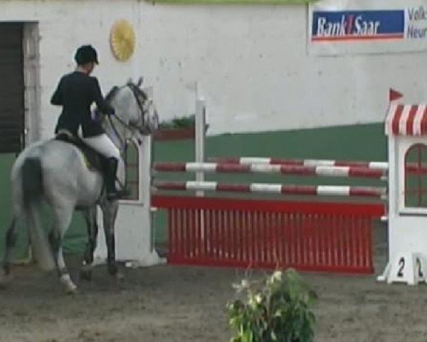 horse Gordan 12 (KWPN (Royal Dutch Sporthorse), 2001, from Goodlord)