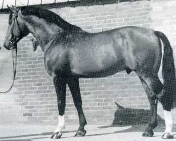 stallion Ronald (Holsteiner, 1970, from Ramiro Z)