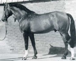 Deckhengst Ronald (Holsteiner, 1970, von Ramiro Z)