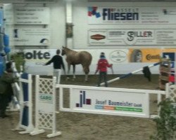 jumper Check in (Trakehner, 2000, from Buddenbrock)