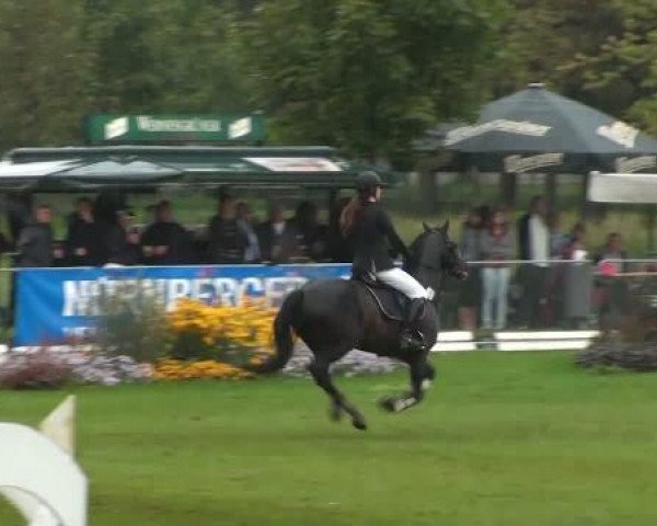 jumper Louis (German Riding Pony, 2000, from Ludwig von Buchow)