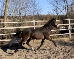 Pferd Gaspari (Deutsches Reitpony, 2019, von Hesselteichs Grimaldi)