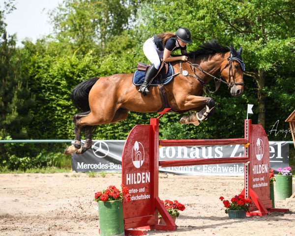 jumper Mr. Hakuna Matata (KWPN (Royal Dutch Sporthorse), 2014, from Netto)