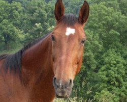 broodmare Dilinde (Mecklenburg, 1989, from Dietar)