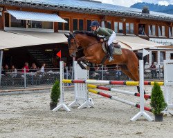 Springpferd Con Caruso V. Saxerriet CH (Schweizer Warmblut, 2017, von Con Spirito R)