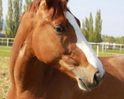 dressage horse My Sunshine (Hanoverian, 2007, from Belissimo NRW)