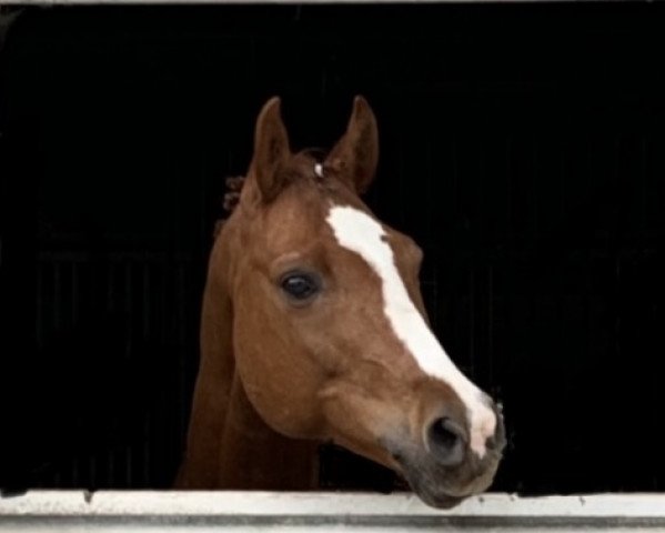 Dressurpferd Molly McQueen (Pony ohne Rassebezeichnung, 2010)