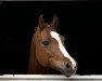 dressage horse Molly McQueen (Pony without race description, 2010)