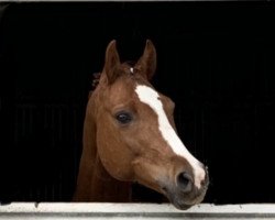 dressage horse Molly McQueen (Pony without race description, 2010)