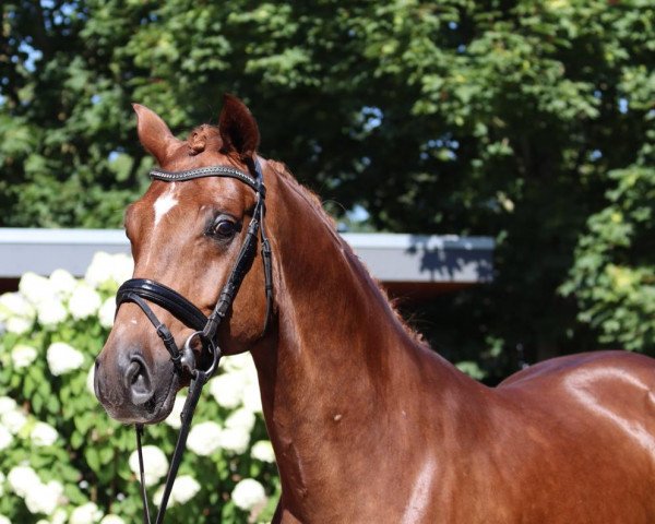 dressage horse Flint (Oldenburg, 2018, from For Romance I)