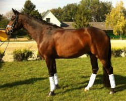 dressage horse Don Worldcup (Hanoverian, 2007, from Don Crusador)