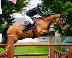 broodmare Halita O (KWPN (Royal Dutch Sporthorse), 2012, from Eldorado vd Zeshoek Tn)