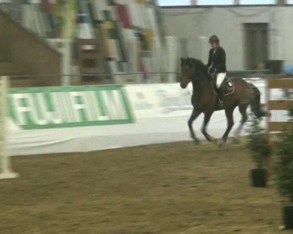 jumper Alsakab Arrivo (Hanoverian, 2005, from Argentinus)