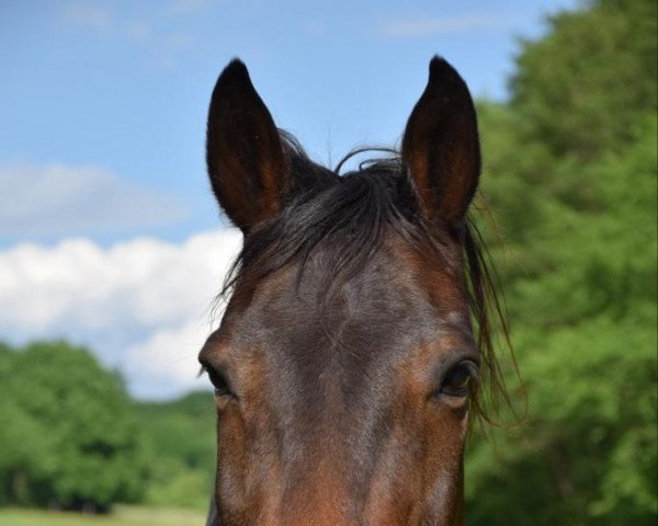 Dressurpferd Portmore Jasper (Pony ohne Rassebezeichnung, 2008)