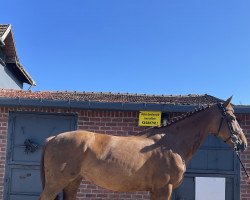 broodmare Chloé Lou (Holsteiner, 2015, from Chaman)