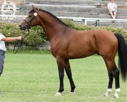 stallion Lissaro (polish noble half-breed, 2010, from Colox Cup)