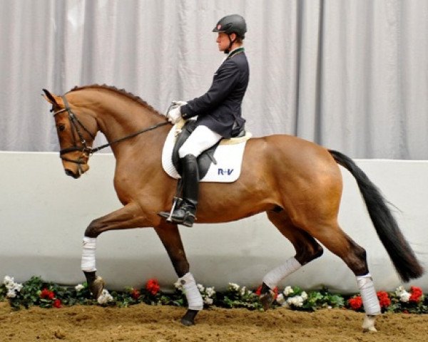 dressage horse Ben Hur (Westphalian, 2009, from Belissimo NRW)