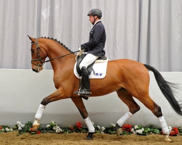 dressage horse Carissimo (Westphalian, 2008, from Caretino)