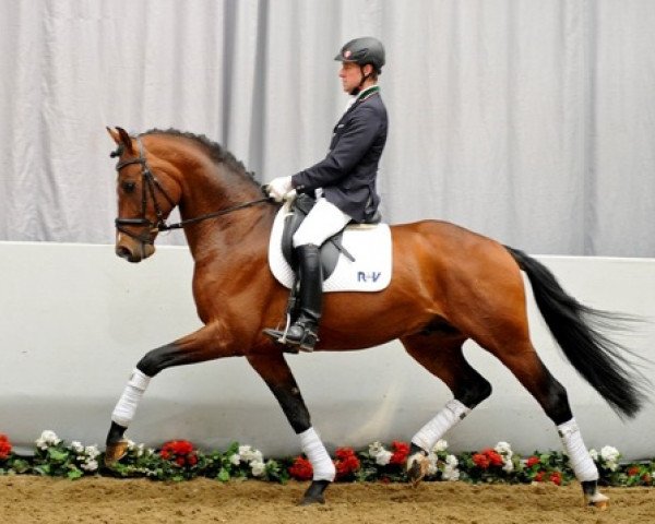 stallion Northland's Jeraldo (Westphalian, 2008, from Glock's Johnson Tn)